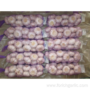 Packed  in 1kg bag Normal White Garlic